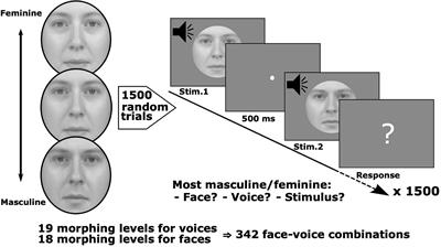 The Role of Unimodal Feedback Pathways in Gender Perception During Activation of Voice and Face Areas